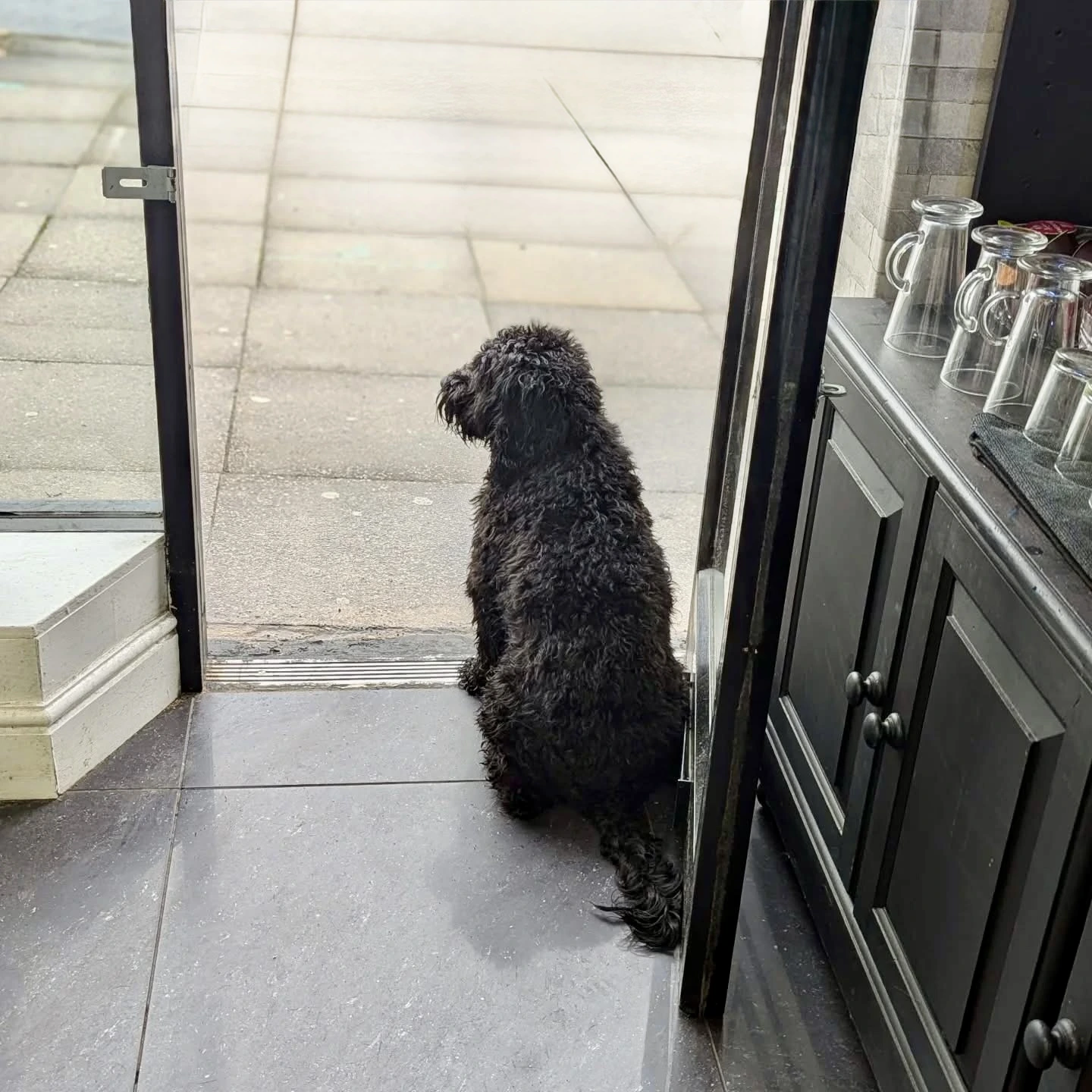 Buddy the Dog - Company Mascot at Major Hair Co Leeds